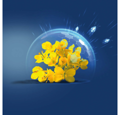 KWS Ambos | Hybrider Winterraps