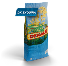 Colza hybride - DK Exquira