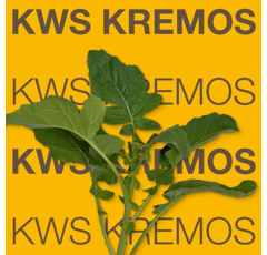 Colza hybride - KWS Kremos