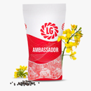 Colza oleaginosa híbrida - LG AMBASSADOR