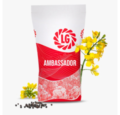 Colza oleaginosa híbrida - LG AMBASSADOR