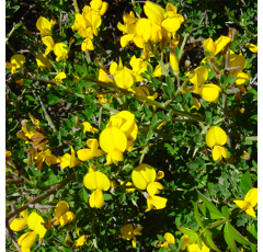 Hornklee - San Gabriel - BIO Saatgut