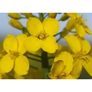 Colza oleaginosa híbrida - RGT CEOS