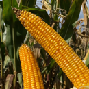 Saatmais - SY Aniston (S260 K260) SYNGENTA