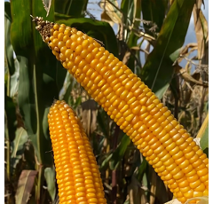 Saatmais - SY Aniston (S260 K260) SYNGENTA