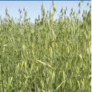 Avena sativa doble aptitud - M-77 - R1 y R2