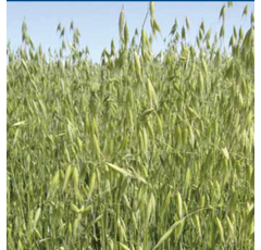 Avena sativa doble aptitud - M-77 - R1 y R2