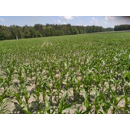 Saatmais - AGRO VITALLO (S270) AGROMAIS