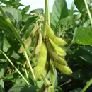 Soja 000 - Aurelina - BIO