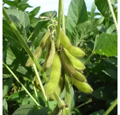 Soja 000 - ABACA BIO