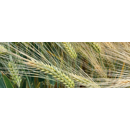 Avantasia - Wintergerste