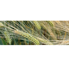 Avantasia - Wintergerste