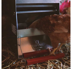 Mangeoire automatique anti-nuisible pour poules Safeed 6 kg