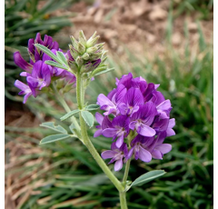 Luzerne type Sud - Eugenia