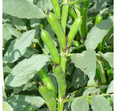 Winterbohne - GL Alice