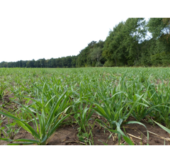 Zwischenfruchtmischung - TerraLife Landsberger Gemenge