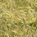 Cebada de invierno - COMETA