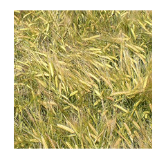 Cebada de invierno - COMETA