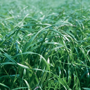 RGI alternatif diploïde - Estanzuela