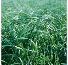 Einjähriges Weidelgras, diploid - ESTANZUELA