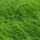 RGA 2n - Gerfaut - BIO