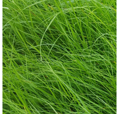 RGA diploïde - Gerfaut - BIO