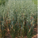 Avena sativa - Rapidena - R1 y R2