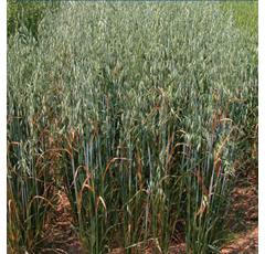 Avena sativa - Rapidena - R1 y R2