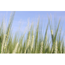 Winterdurum - Wintergold