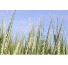 Winterdurum - Wintergold