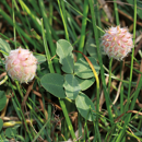 Trébol fresa - Palestine - R1