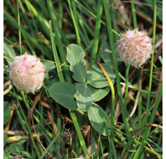 Trébol fresa - Palestine - R1