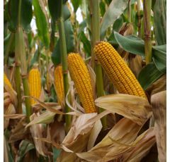 Saatmais - MAS 56.A (S320 K320) MAS SEEDS