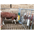Brosse à ressort avec cadre de protection pour taureaux | PATURA