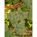 Keltertraube - Sauvignon Blanc ST5 - Unterlage SO4