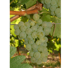 Keltertraube - Sauvignon Blanc ST5 - Unterlage SO4