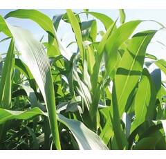 Sorgho ensilage monocoupe - Sucro 506