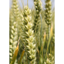 Winterweichweizen - Obiwan