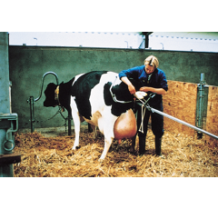 Vêleuse alternative race laitière - VINK