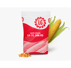 Maïs grain 360 - LG 31.388