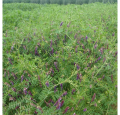 Veza villosa - Villegas - R1 y R2