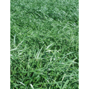 Ray-grass Italiano - Locobello (4n) - R1