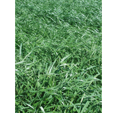 Ray-grass Italiano - Locobello (4n) - R1