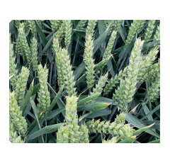 Trigo de invierno - RGT Anticiclón - Mocho