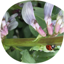 Winterfutterackerbohne - Noumea