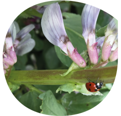 Féverole d'hiver - Nouméa