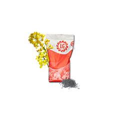 LG Ambassador | Hybrider Winterraps