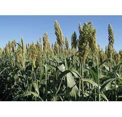 Sorghum - PIPER - Biomasse