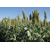 Sorghum - PIPER - Biomasse