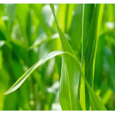 Rhizofix RF40 | Wicke & Lupine